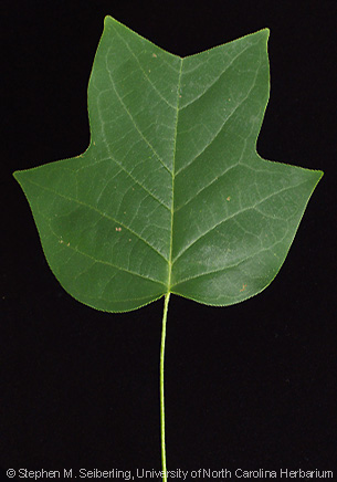 Thumbnail of four pointed leaf - Google Search