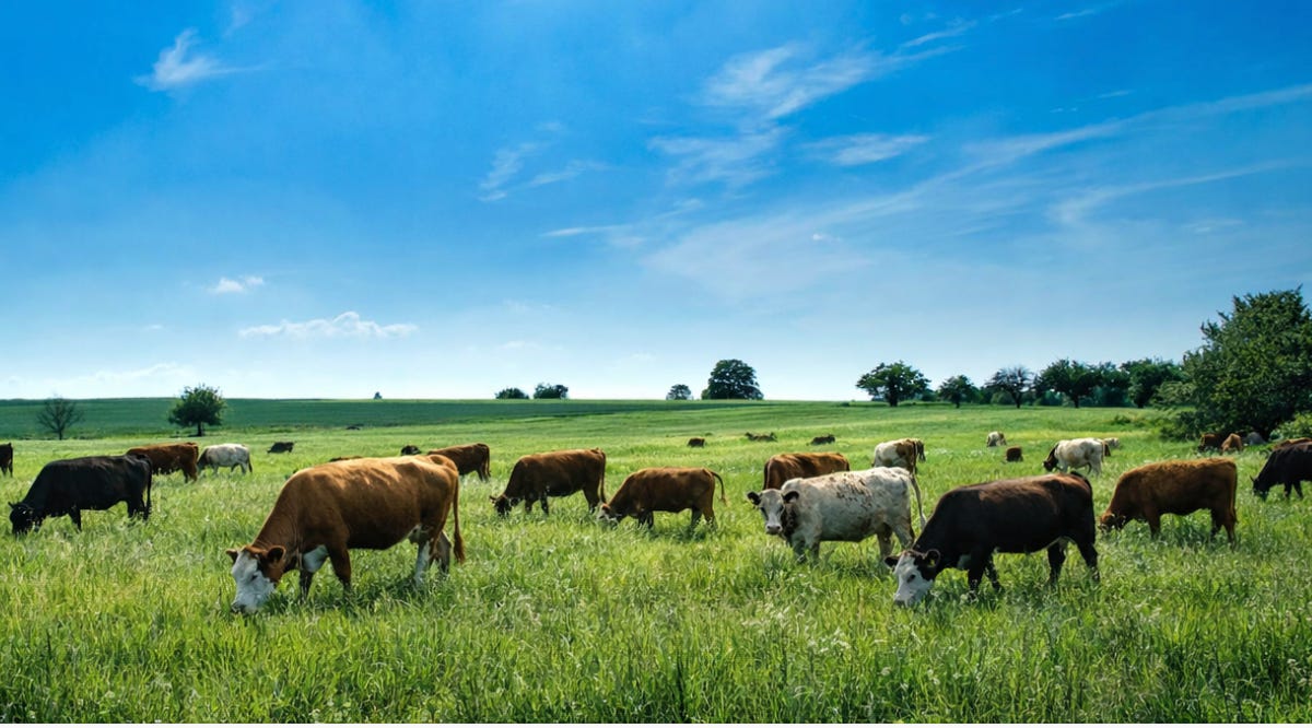 Thumbnail of The Land Will Outlive the Algorithm