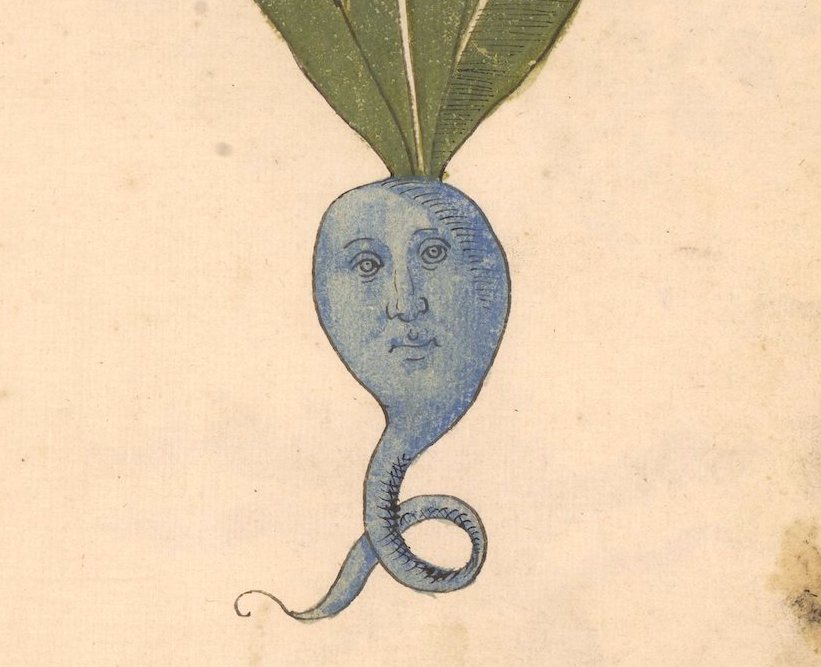 Thumbnail of Erbario: a 15th-century Herbal from Northern Italy
