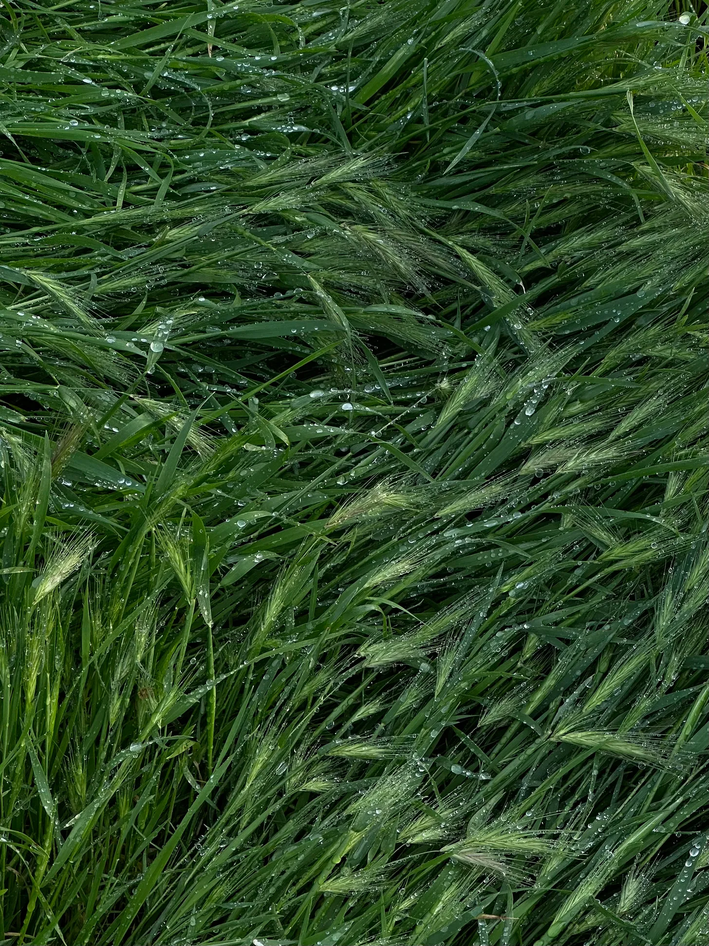 Thumbnail of #188. Lush