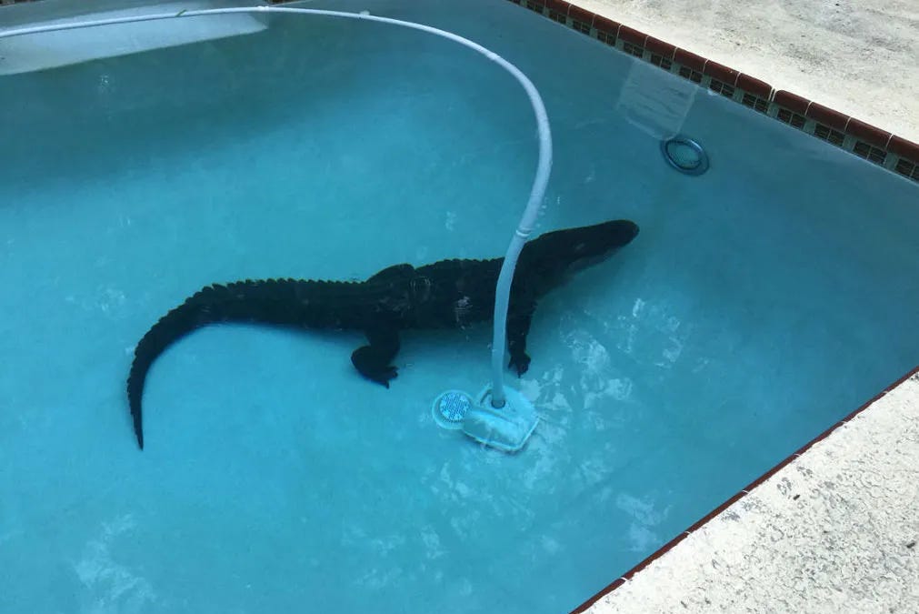 Thumbnail of DON'T TAKE THE BAIT