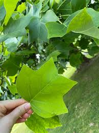 Thumbnail of four pointed leaf - Google Search