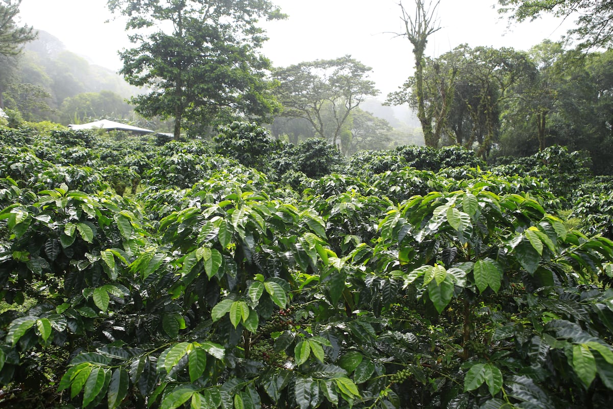 Thumbnail of El secreto del geisha panameño: la historia detrás del café más caro del mundo