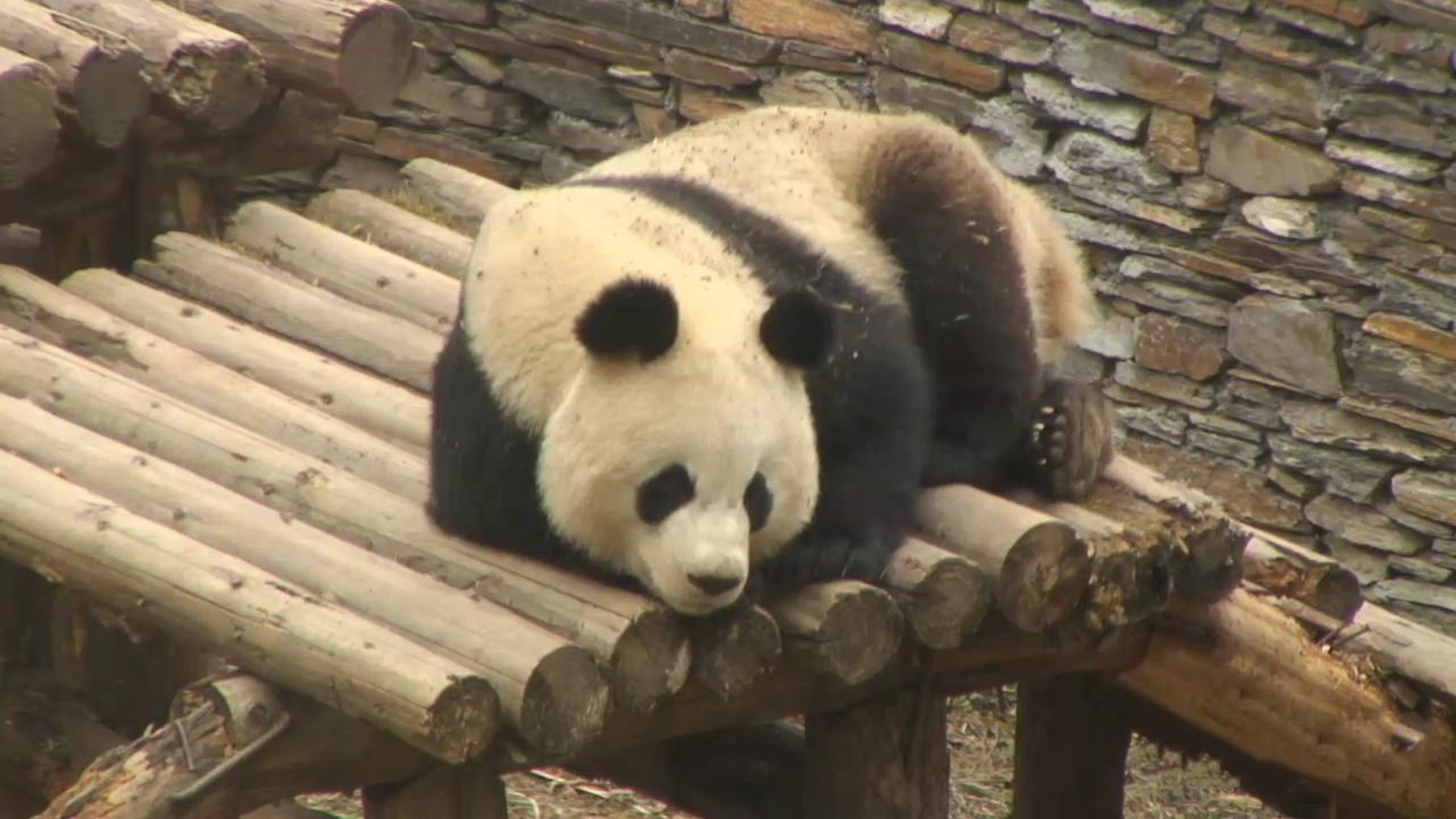 Thumbnail of Gengda Valley Panda Cam - Giant Pandas in China | Explore.org