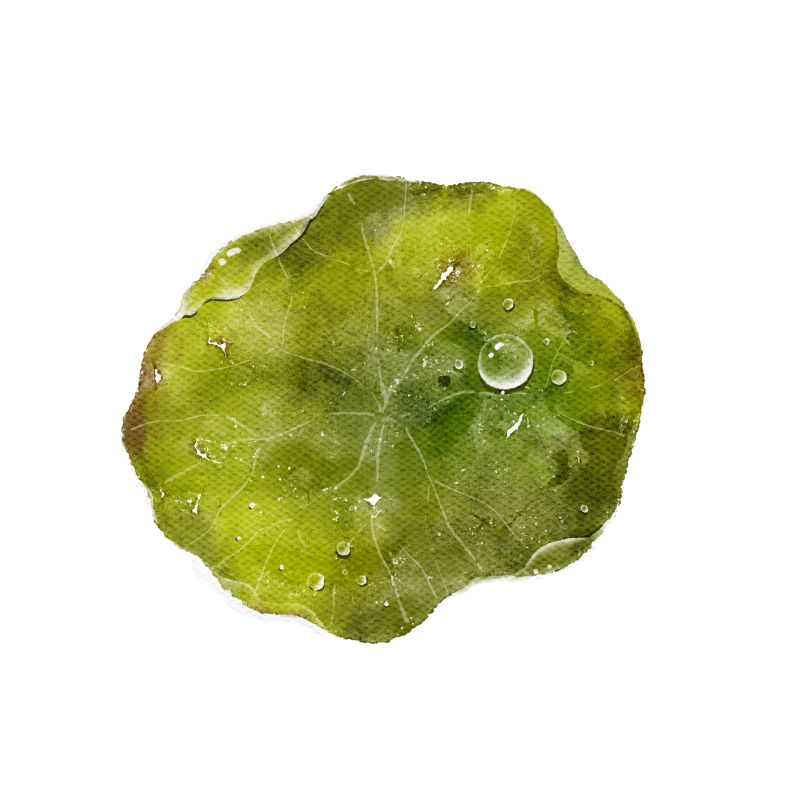 Thumbnail of #regeneration #watersheds #bioregioning #bioregions #poetry | Tijn Tjoelker