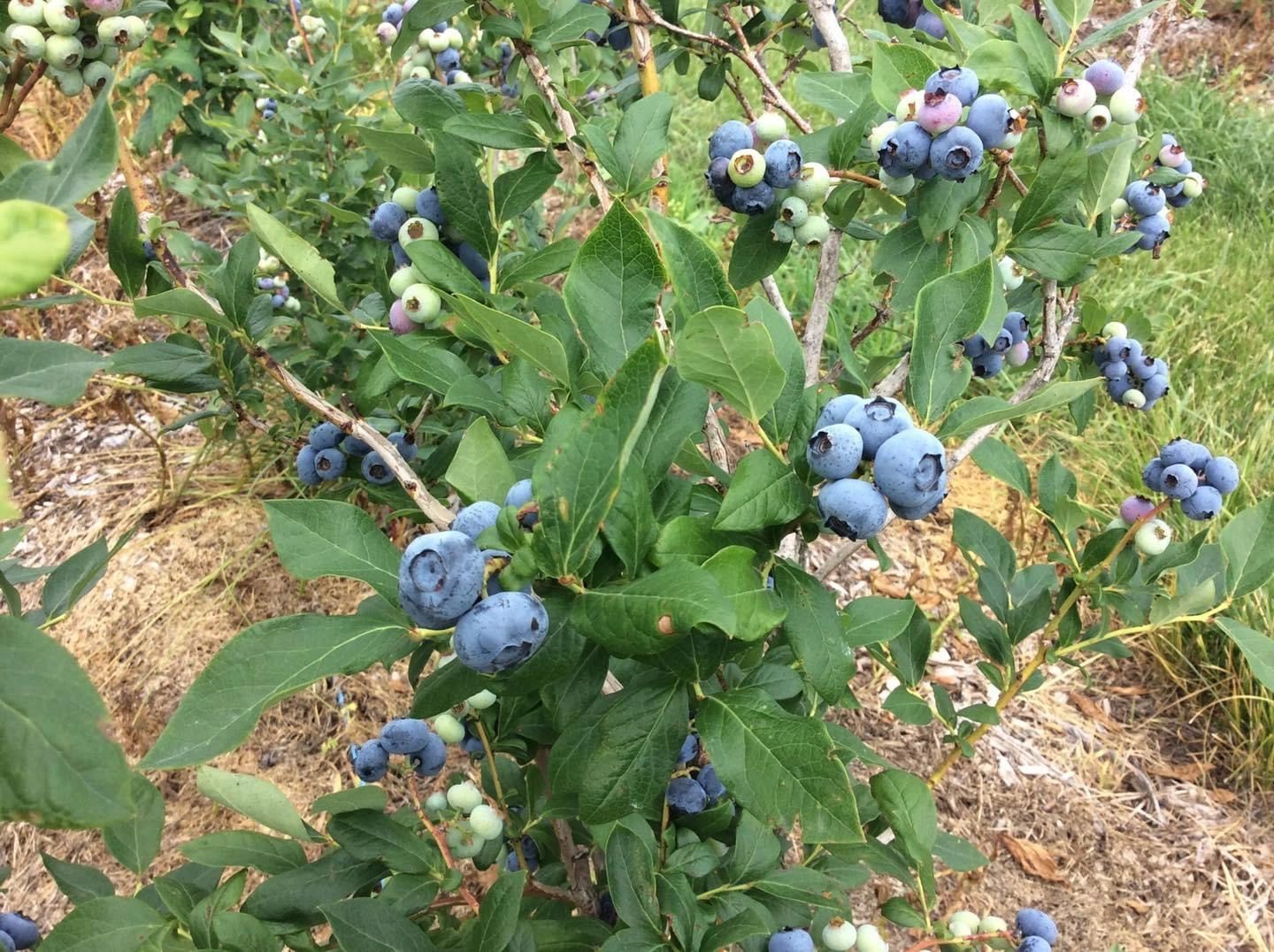Thumbnail of Gieringers Family Farm
