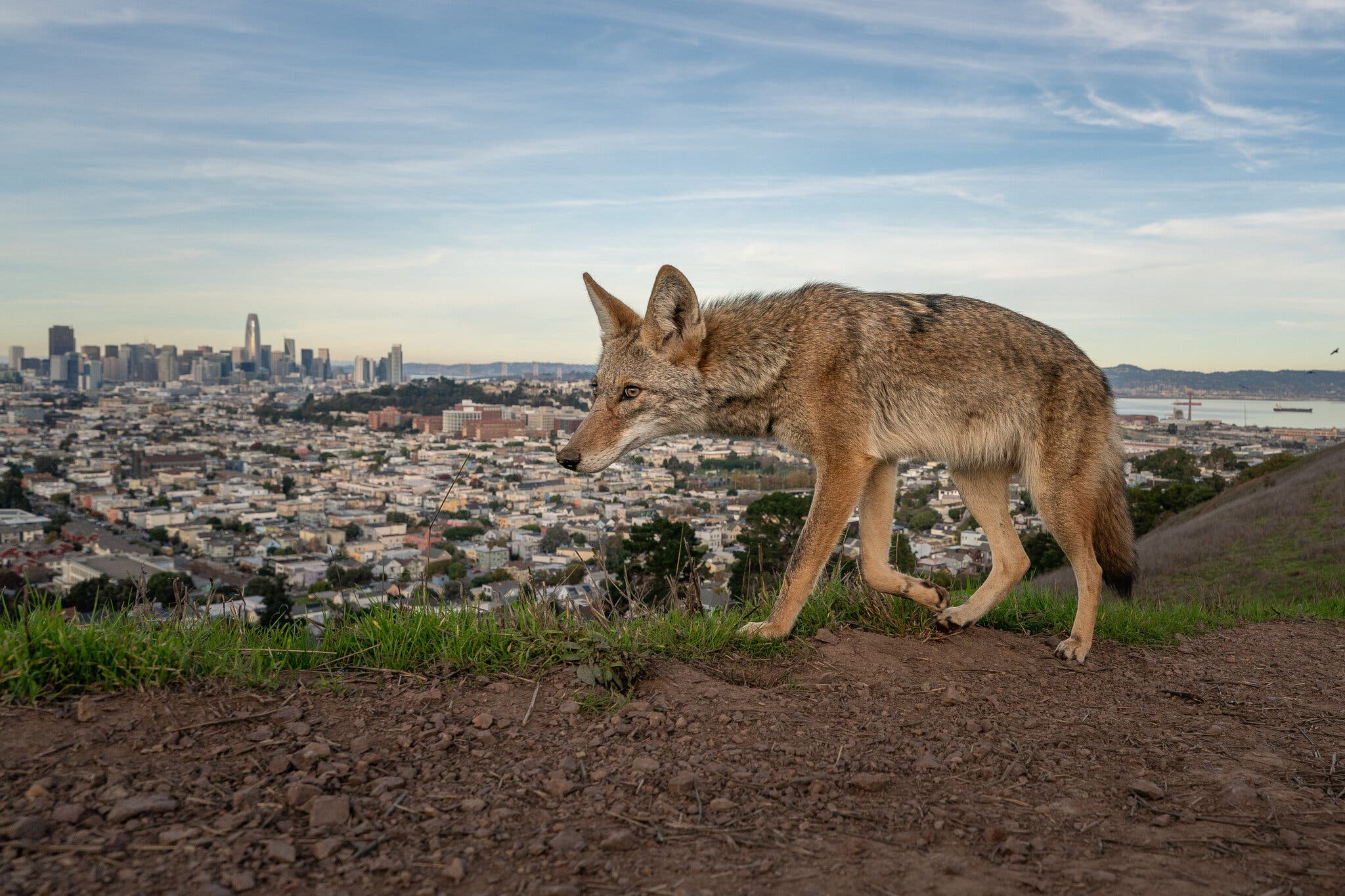 Thumbnail of The Coyotes of San Francisco