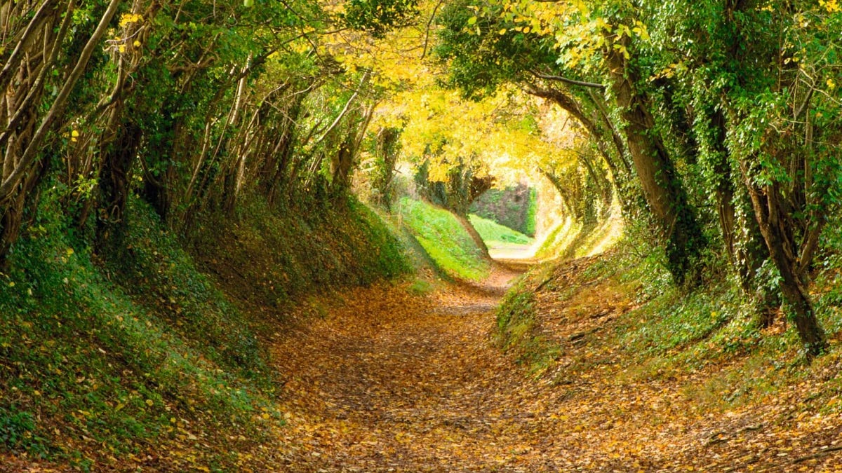 Thumbnail of Memory garden: A radical, fresh-but-ancient practice to spark imagination and deepen your love for land