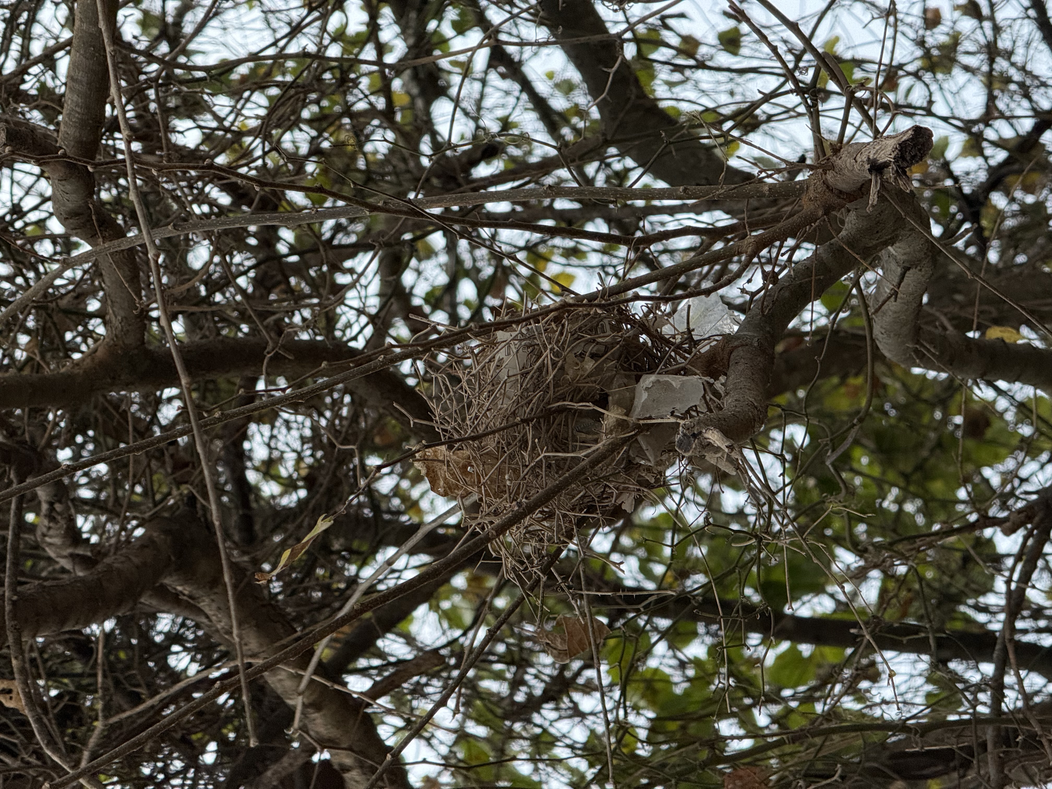 Preview of f8902d445a76-jpeg