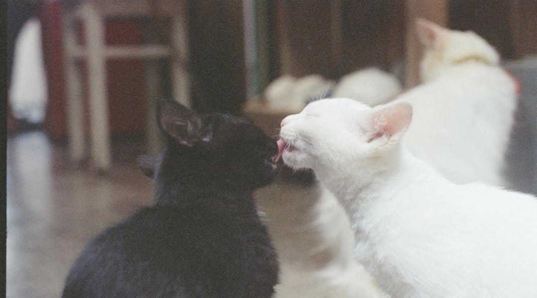 Thumbnail of The Rose-Tinted Lens: A Confession on Why I Romanticize (Almost) Everything