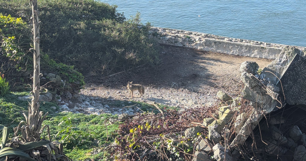 Thumbnail of Wily coyote who swam to Alcatraz gets ‘much fatter’ on prison island diet