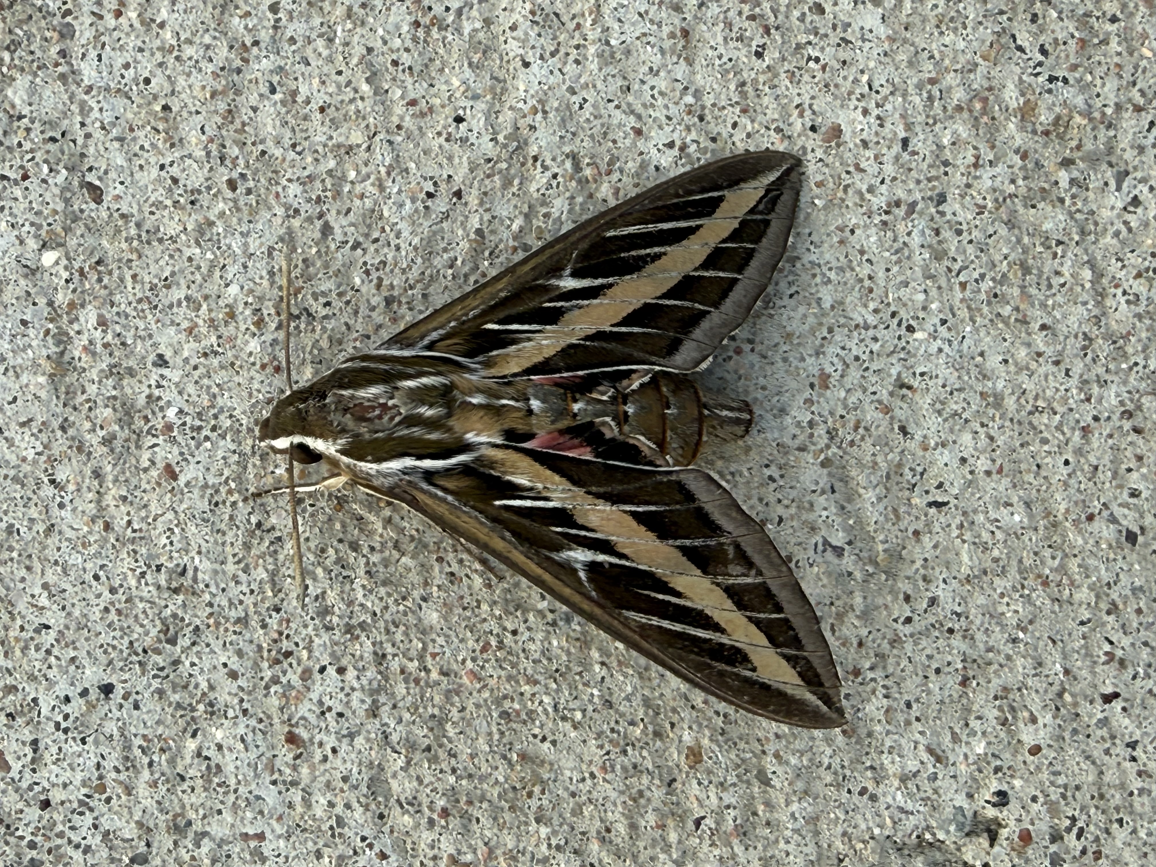 Preview of 7c66f5caeb77-jpeg