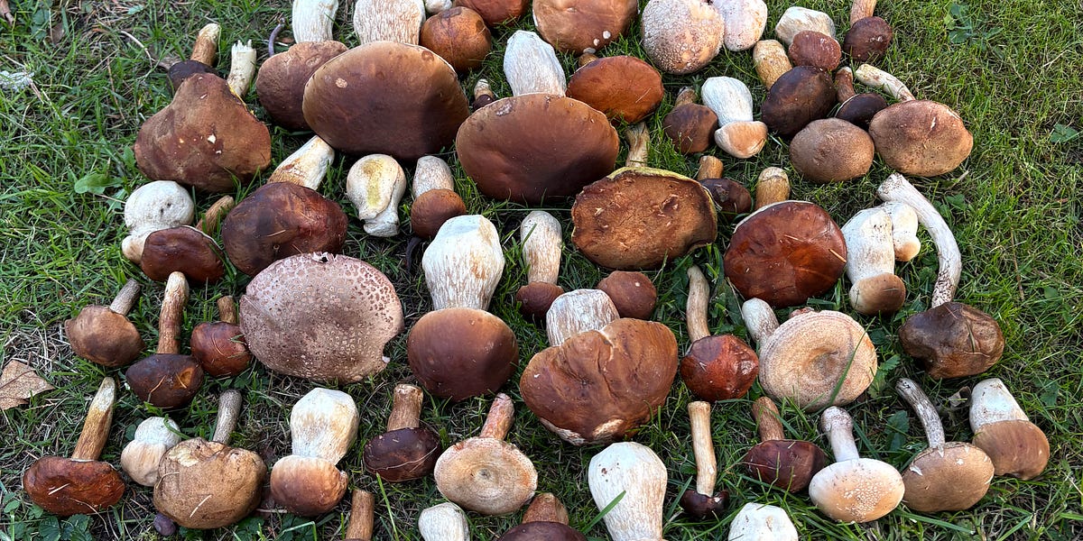 Thumbnail of Foraging the Season: September