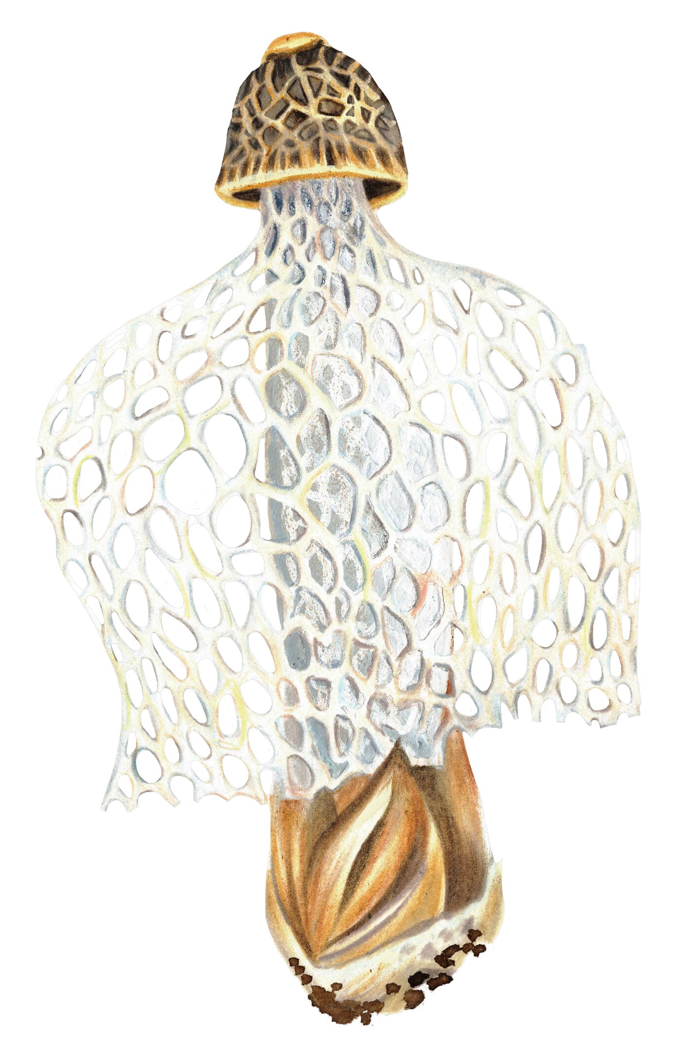 Thumbnail of What can we learn from fungi? This beautifully illustrated book explores