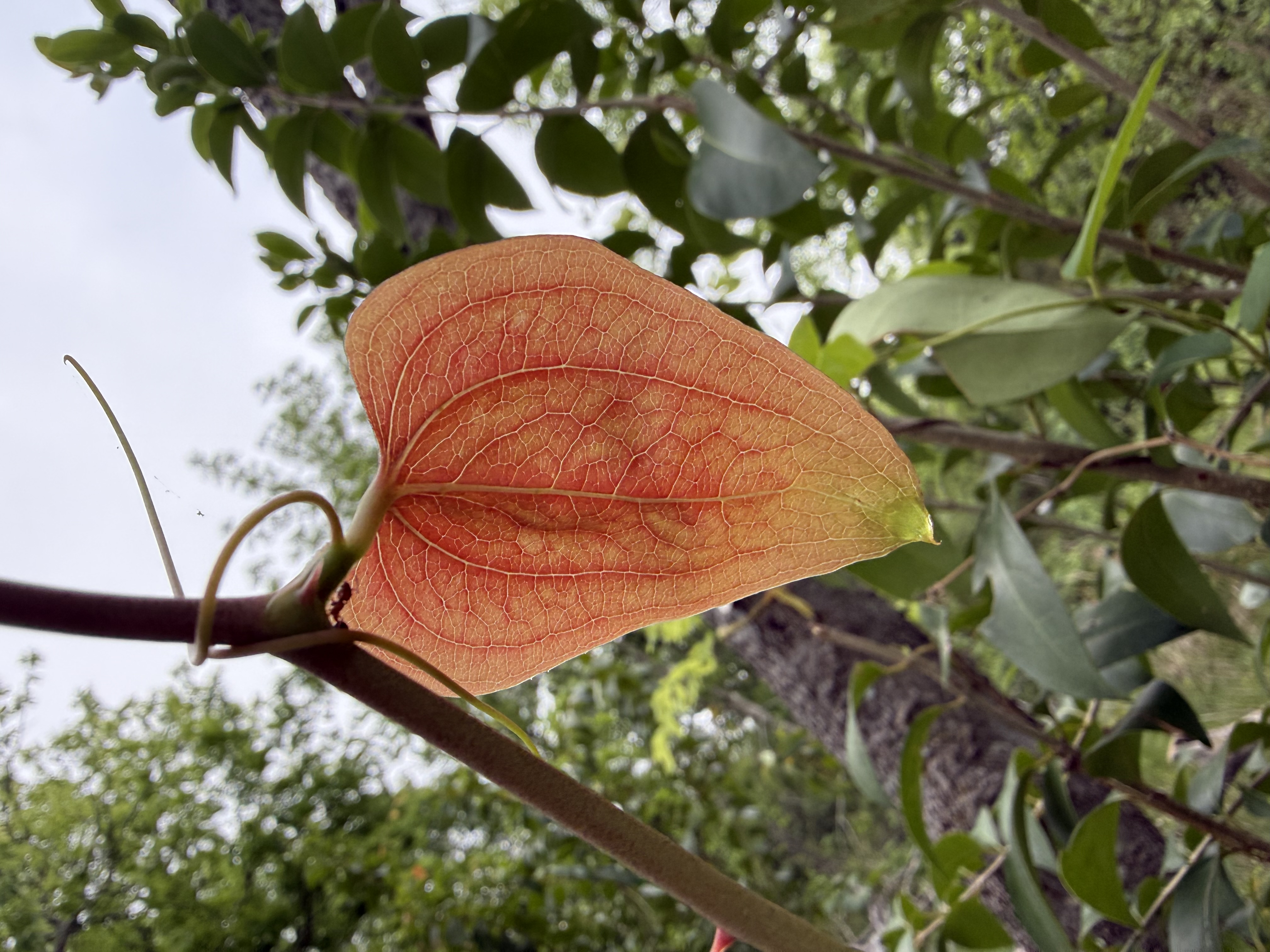 Preview of bd11154d7250-jpeg