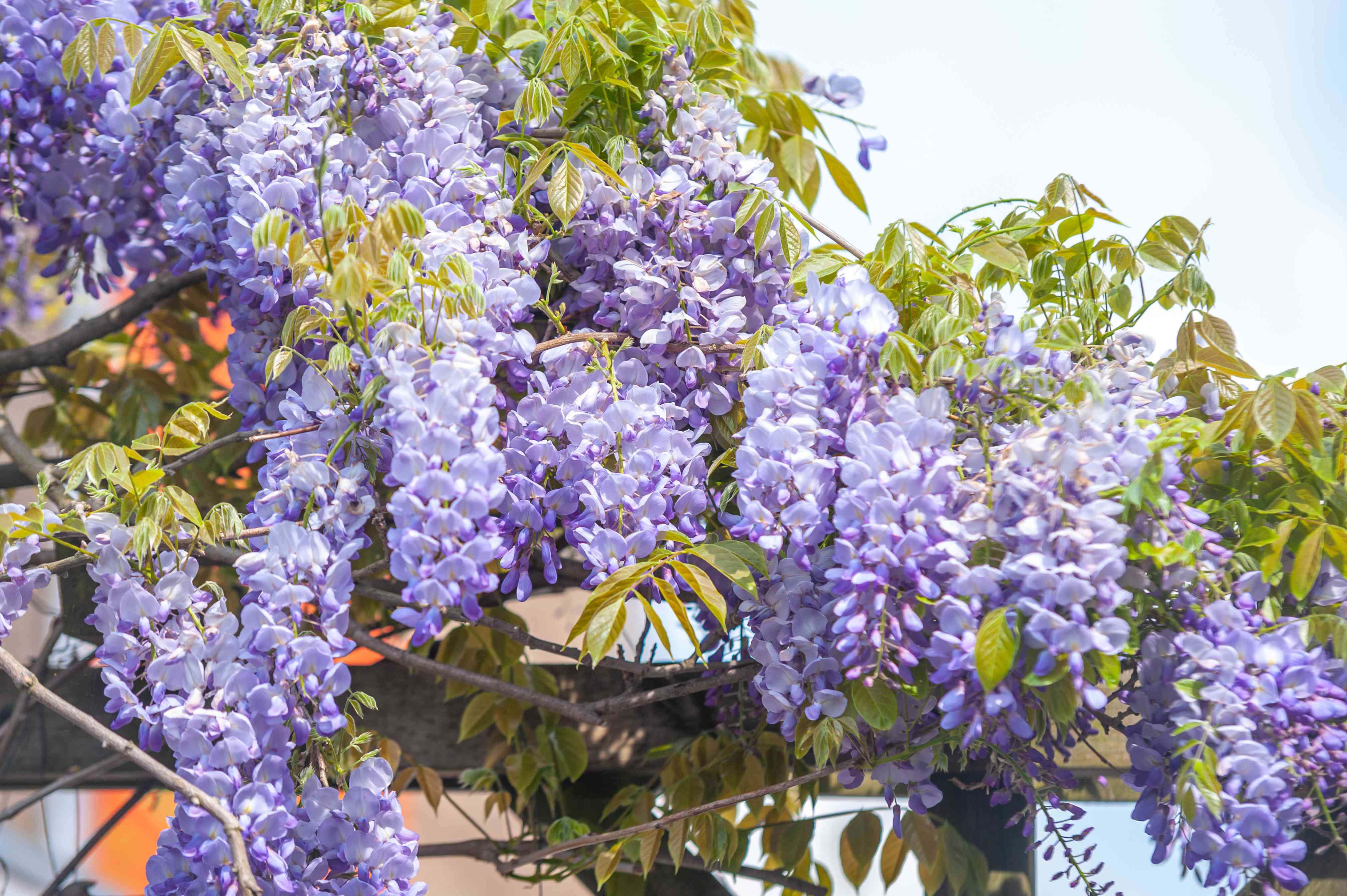 Thumbnail of Don't Grow These 13 Popular Plants — They're Invasive! What to Grow Instead