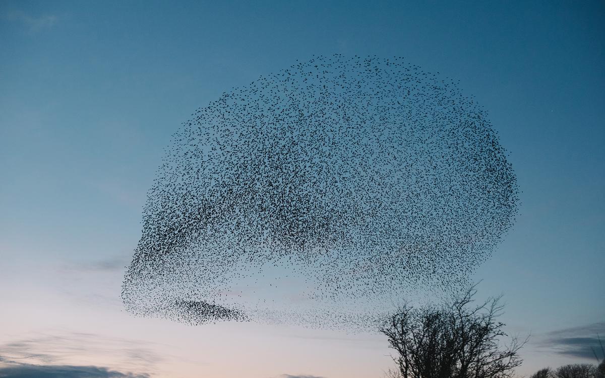 Thumbnail of How the human brain is like a murmuration of starlings | Aeon Essays