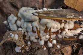 Thumbnail of mushroom growing from cicada - Google Search