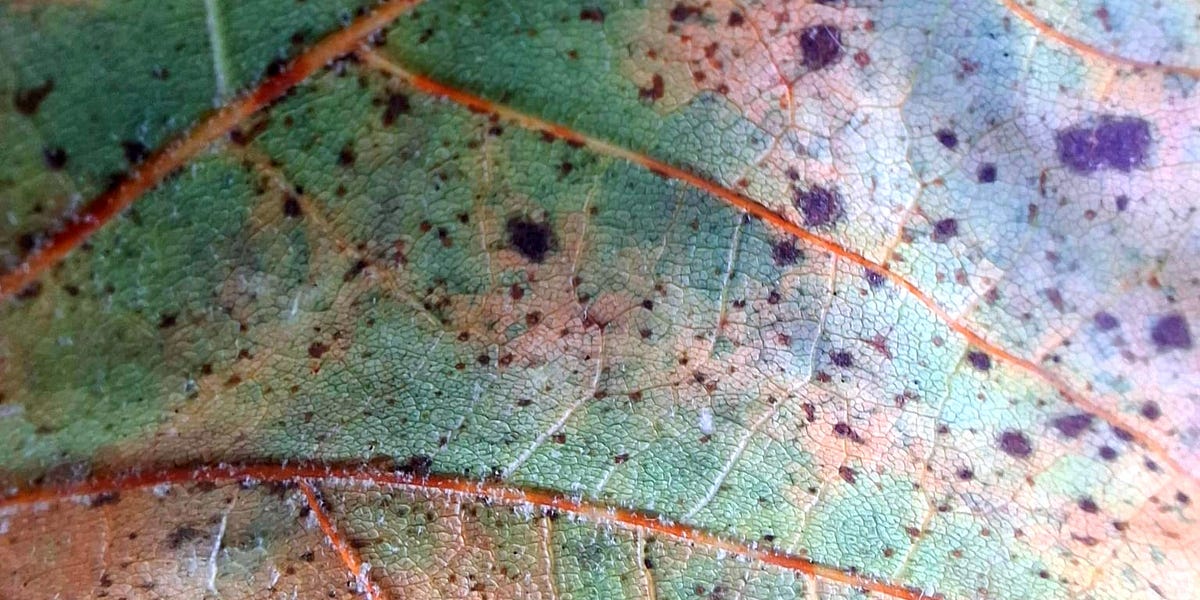 Thumbnail of Does zooming in help us zoom out?