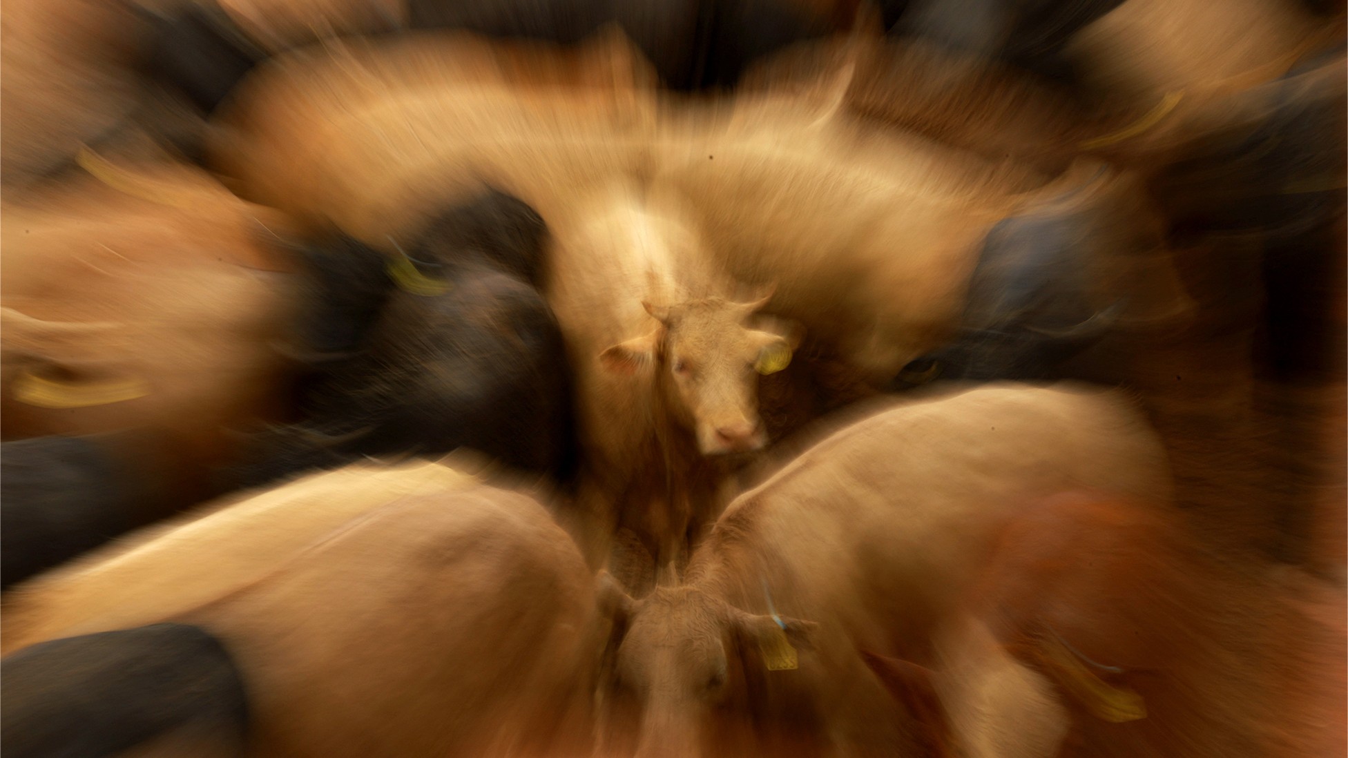 Thumbnail of The ‘Man-Eater’ Screwworm Is Coming