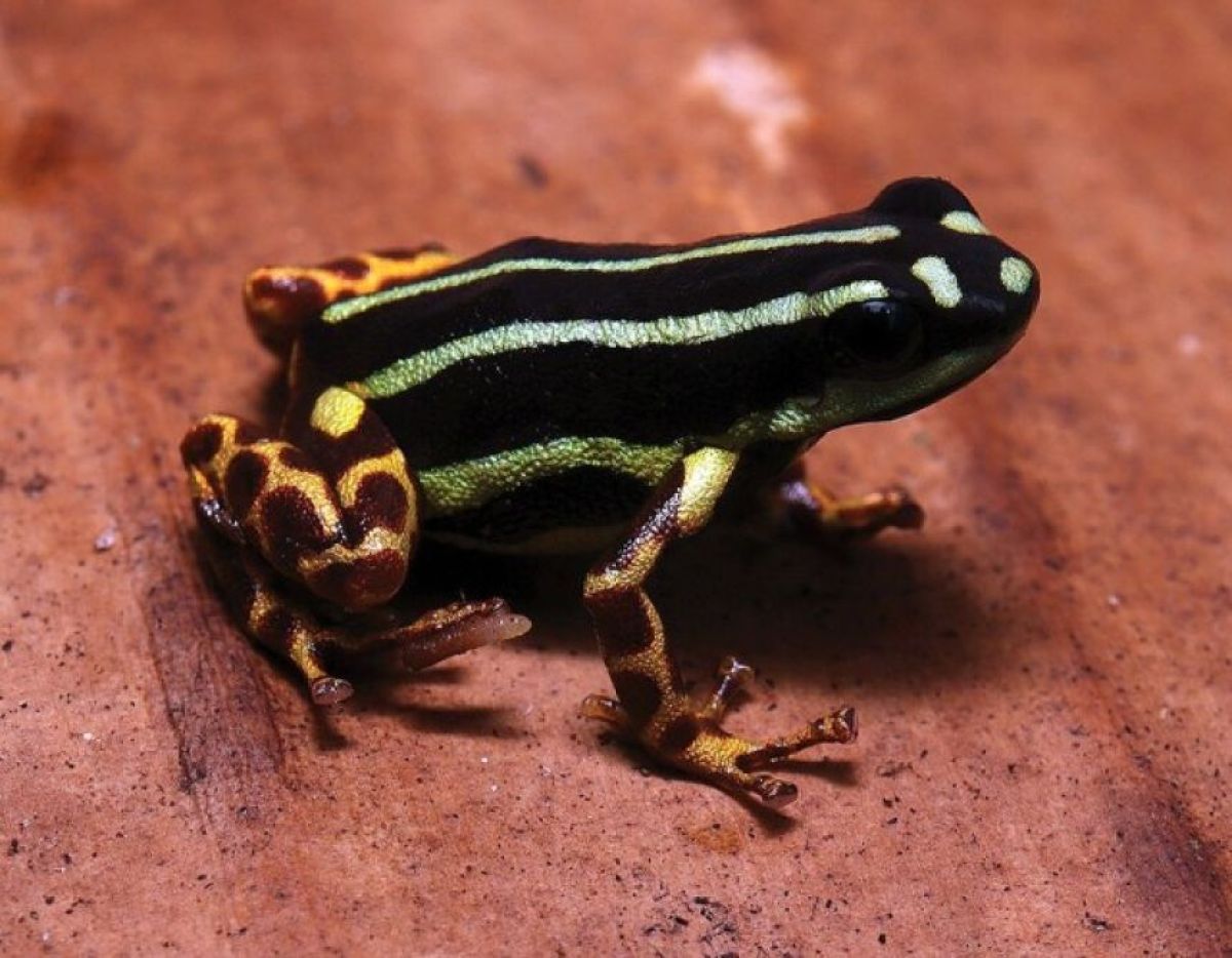 Thumbnail of カエル好きに朗報。ヤドクガエルの新種が2種発見される | カラパイア
