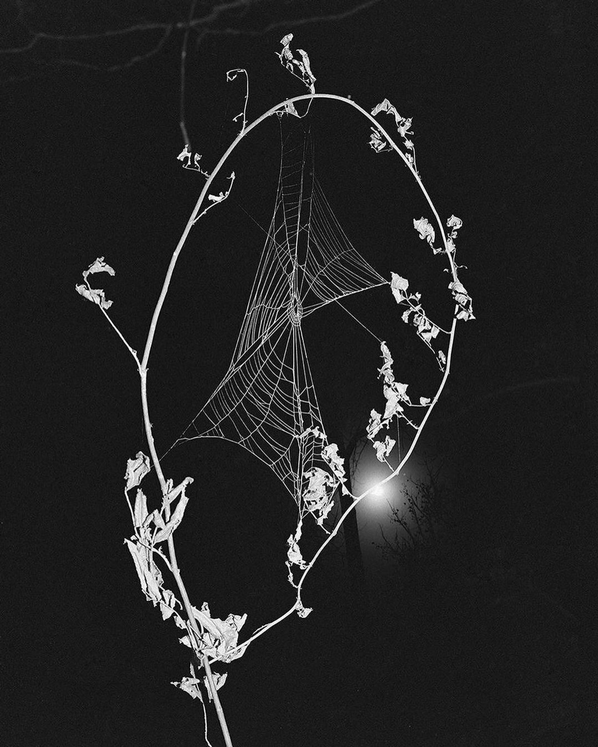 Thumbnail of Found on Cosmos