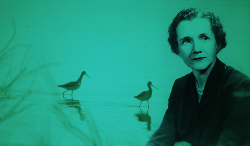 Thumbnail of The Poetry of Science and Wonder as an Antidote to Self-Destruction: Rachel Carson’s Magnificent 1952 National Book Award Acceptance Speech