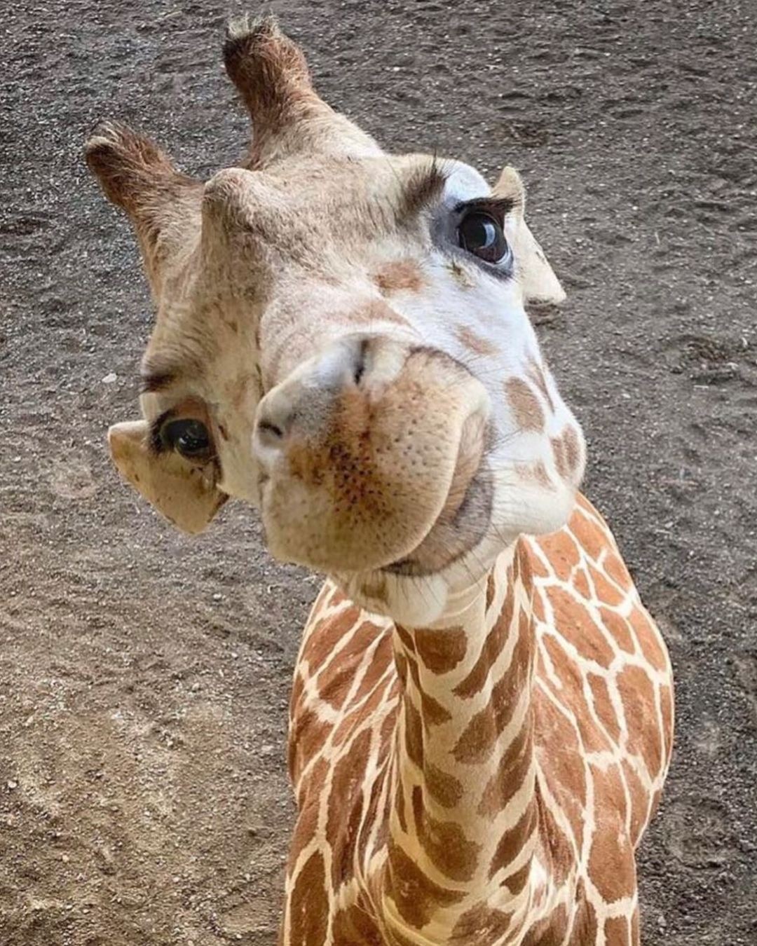 Thumbnail of Found on Cosmos