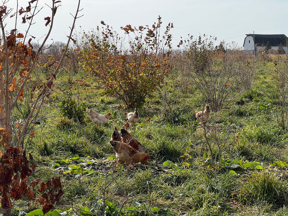 Thumbnail of Capital orchestration for regenerative agriculture