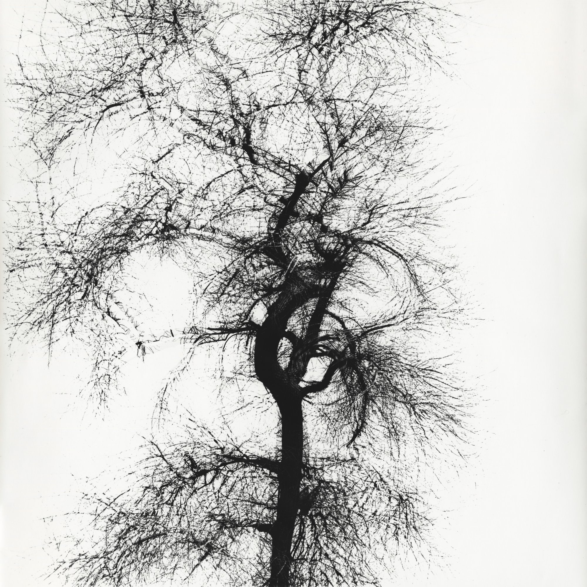 Thumbnail of Harry Callahan | Pace Gallery