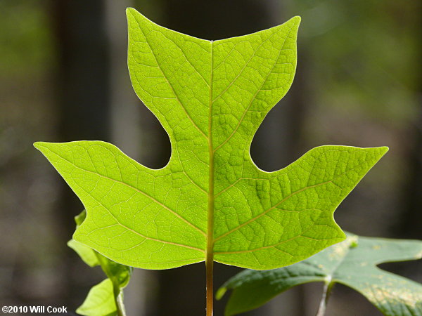 Thumbnail of Tuliptree (Liriodendron tulipifera)