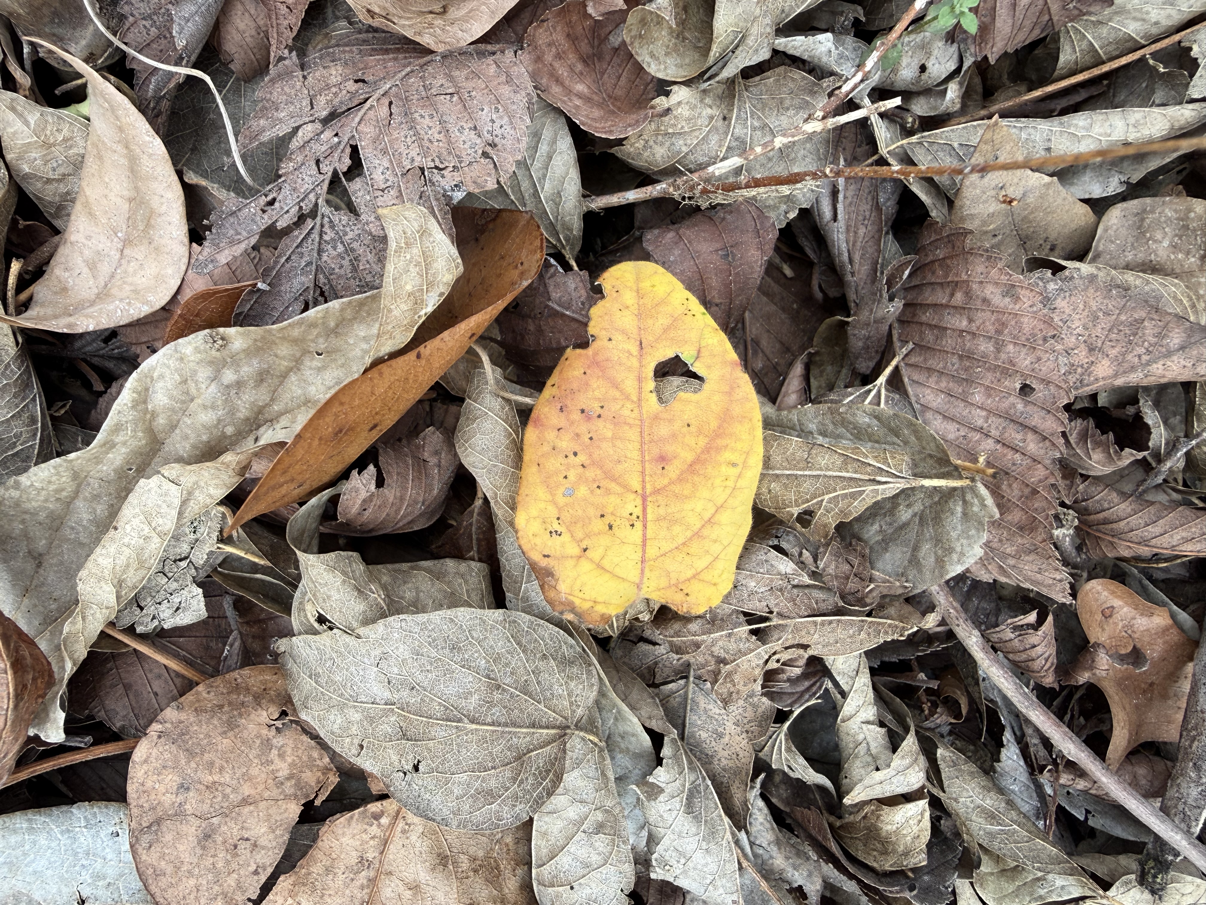 Preview of 06b1f7f0c967-jpeg