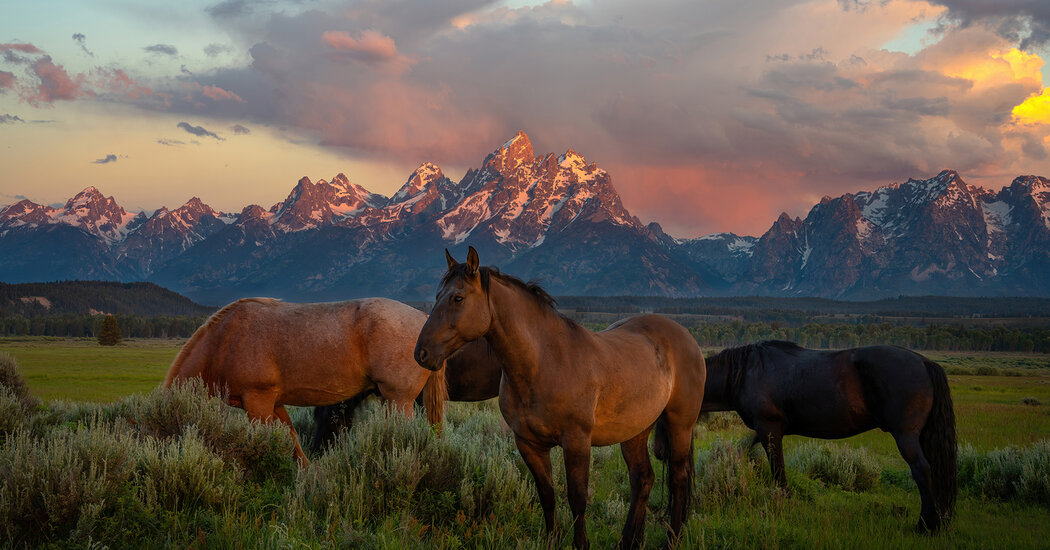 Thumbnail of nytimes.com