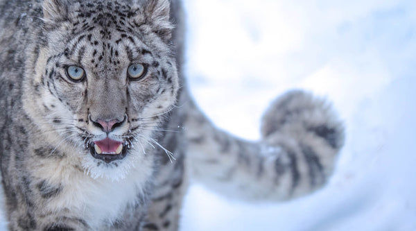 Thumbnail of 10 Reasons Your Spirit Animal Might Be a Snow Leopard