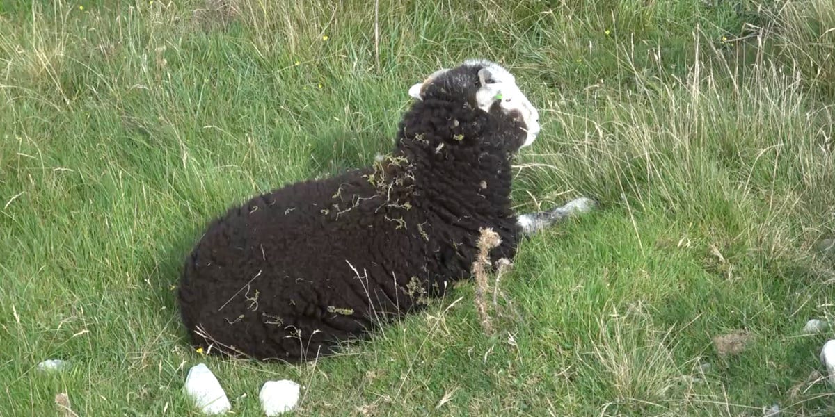 Thumbnail of #1: I'M ONCE AGAIN COMPLAINING ABOUT THE DAMN PHONE