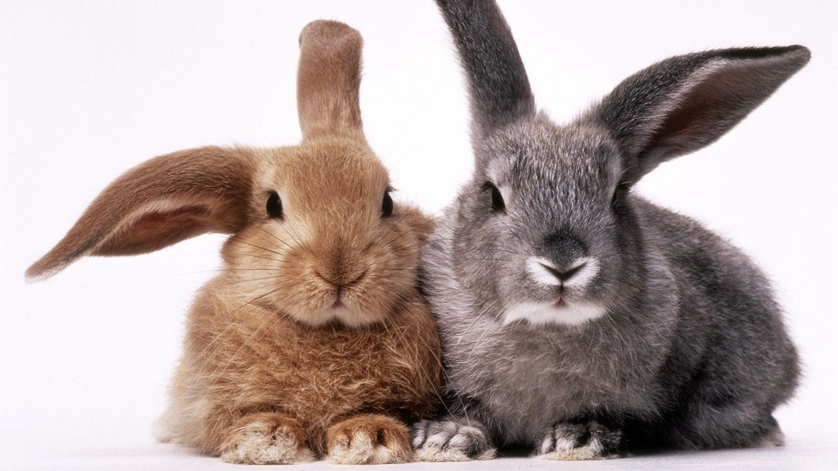 Thumbnail of Bunny vs. Rabbit: Is There a Difference?