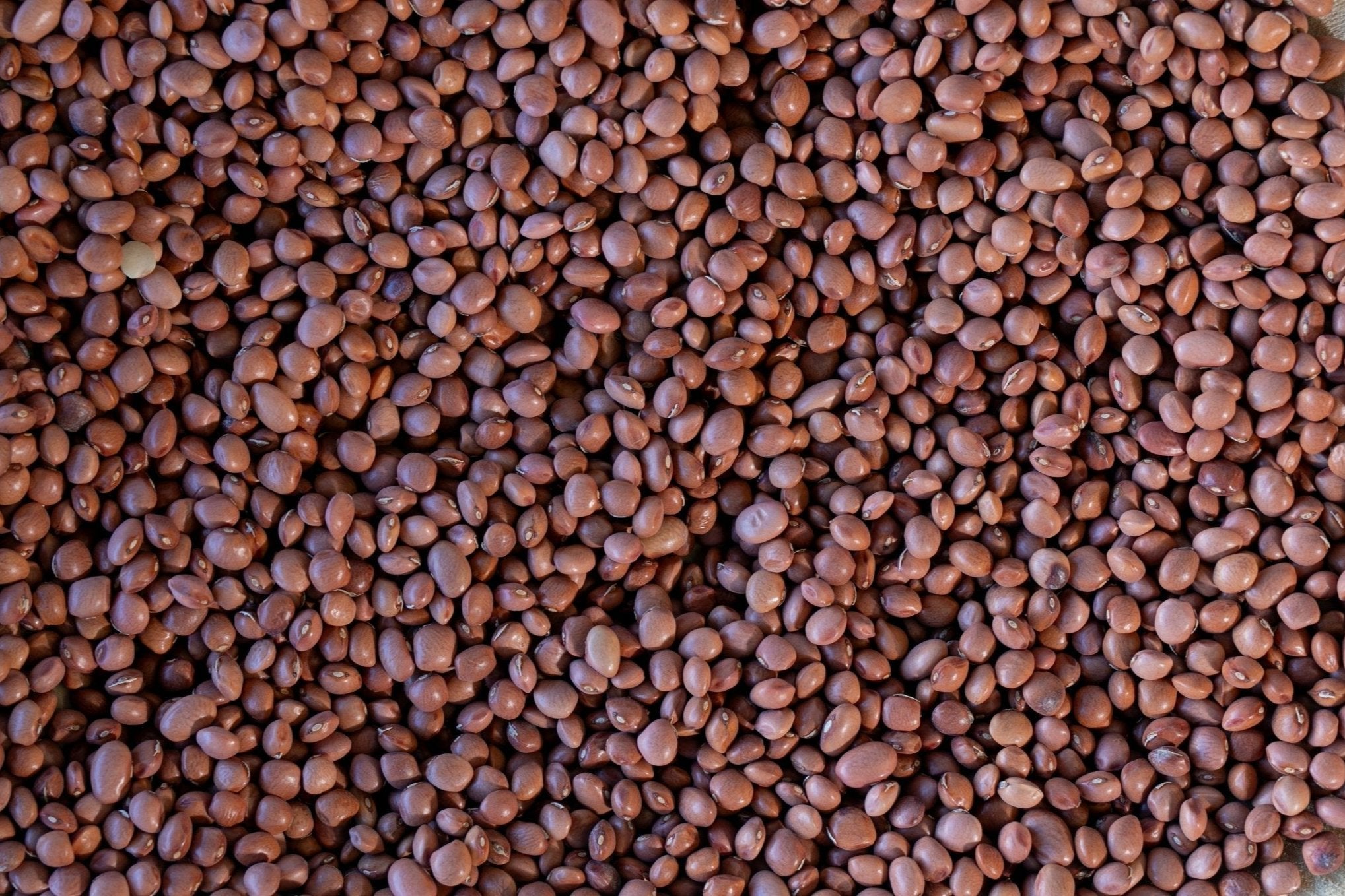 Thumbnail of Santa Maria Pinquito Bean