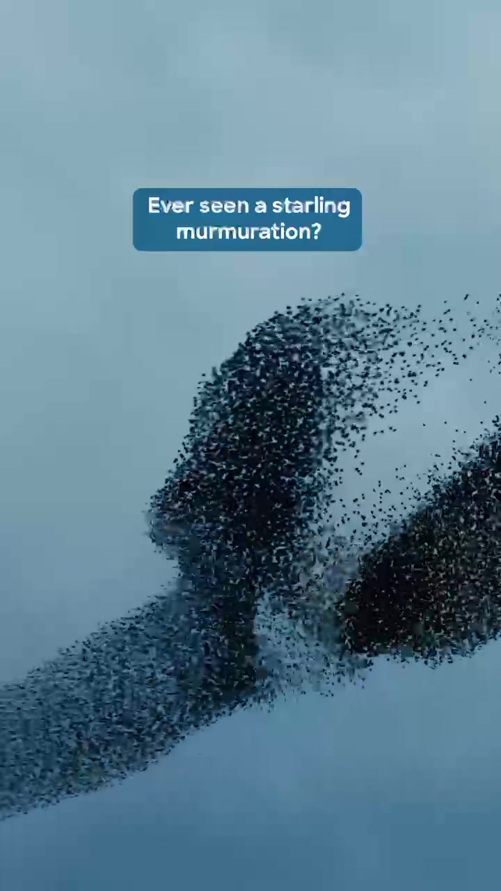 Thumbnail of Discovery on TikTok