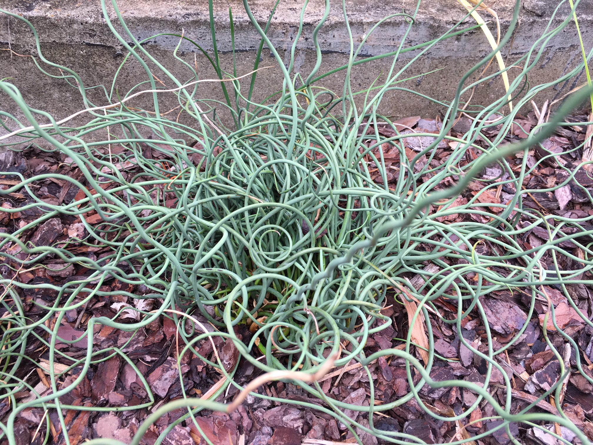 Thumbnail of Rushes can restore some ecosystems - and beautify your backyard - UNC Charlotte Urban Institute