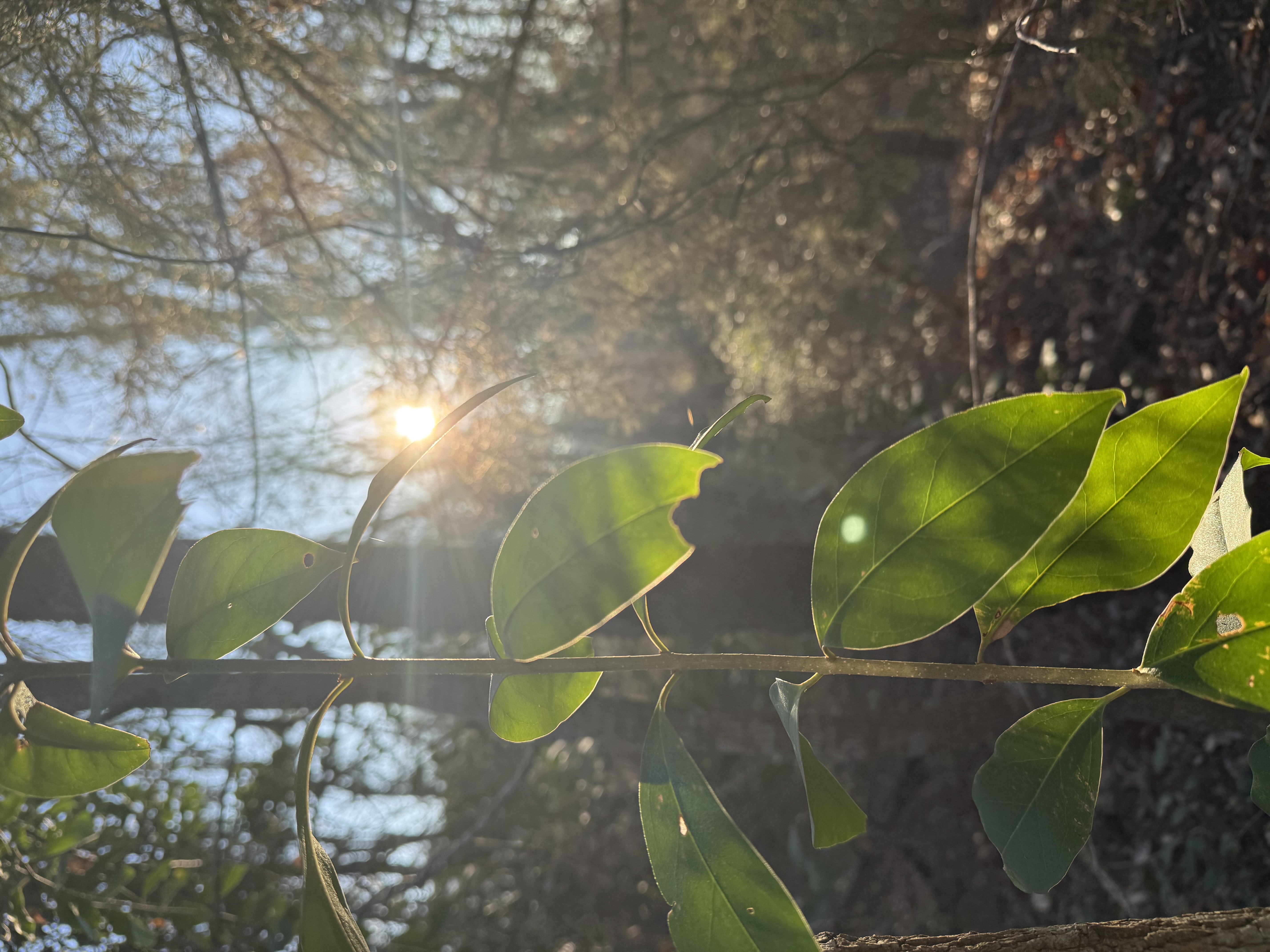 Preview of 1747fba93ca5-jpeg