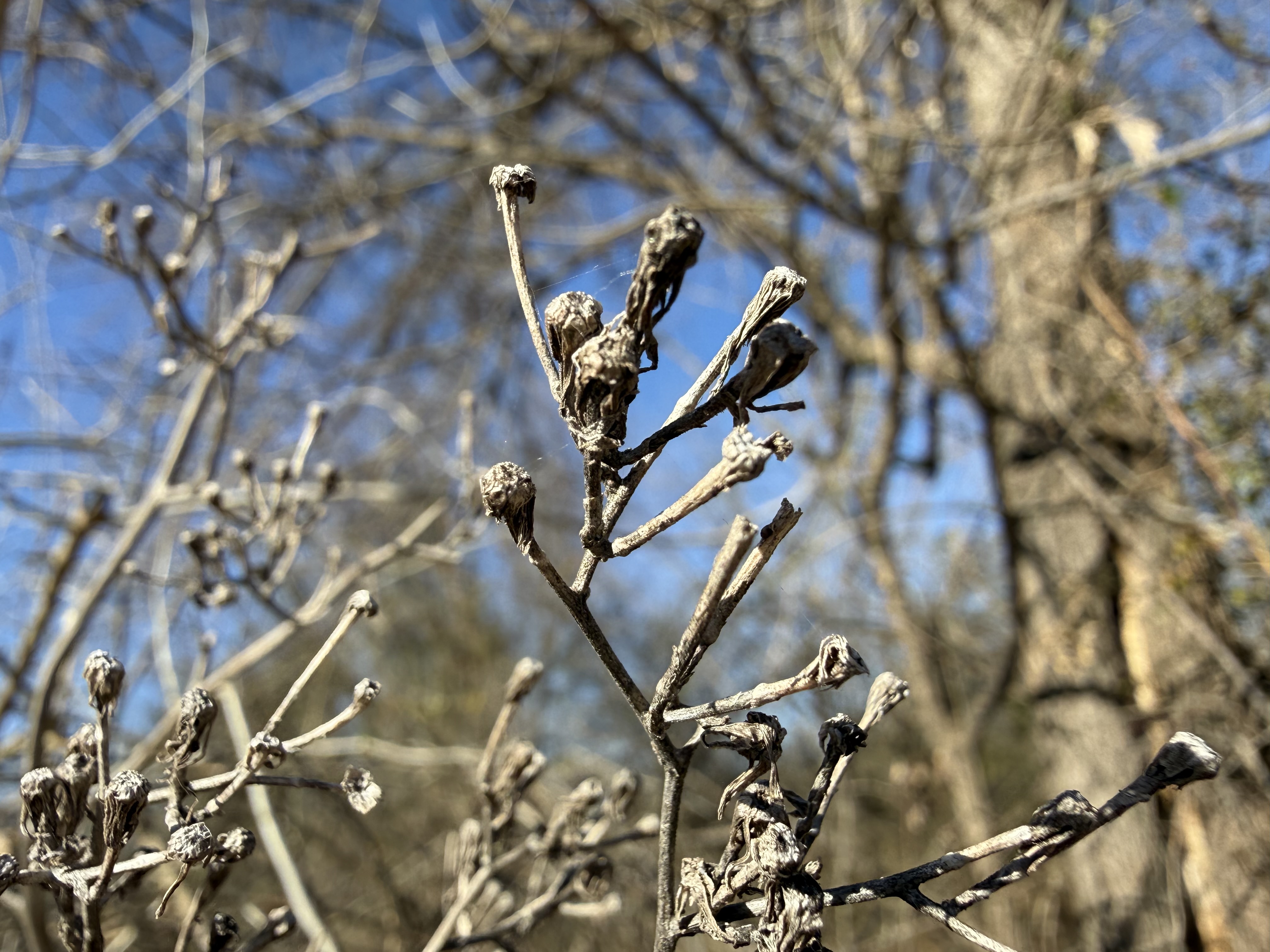 Preview of ef1e6710a6be-jpeg