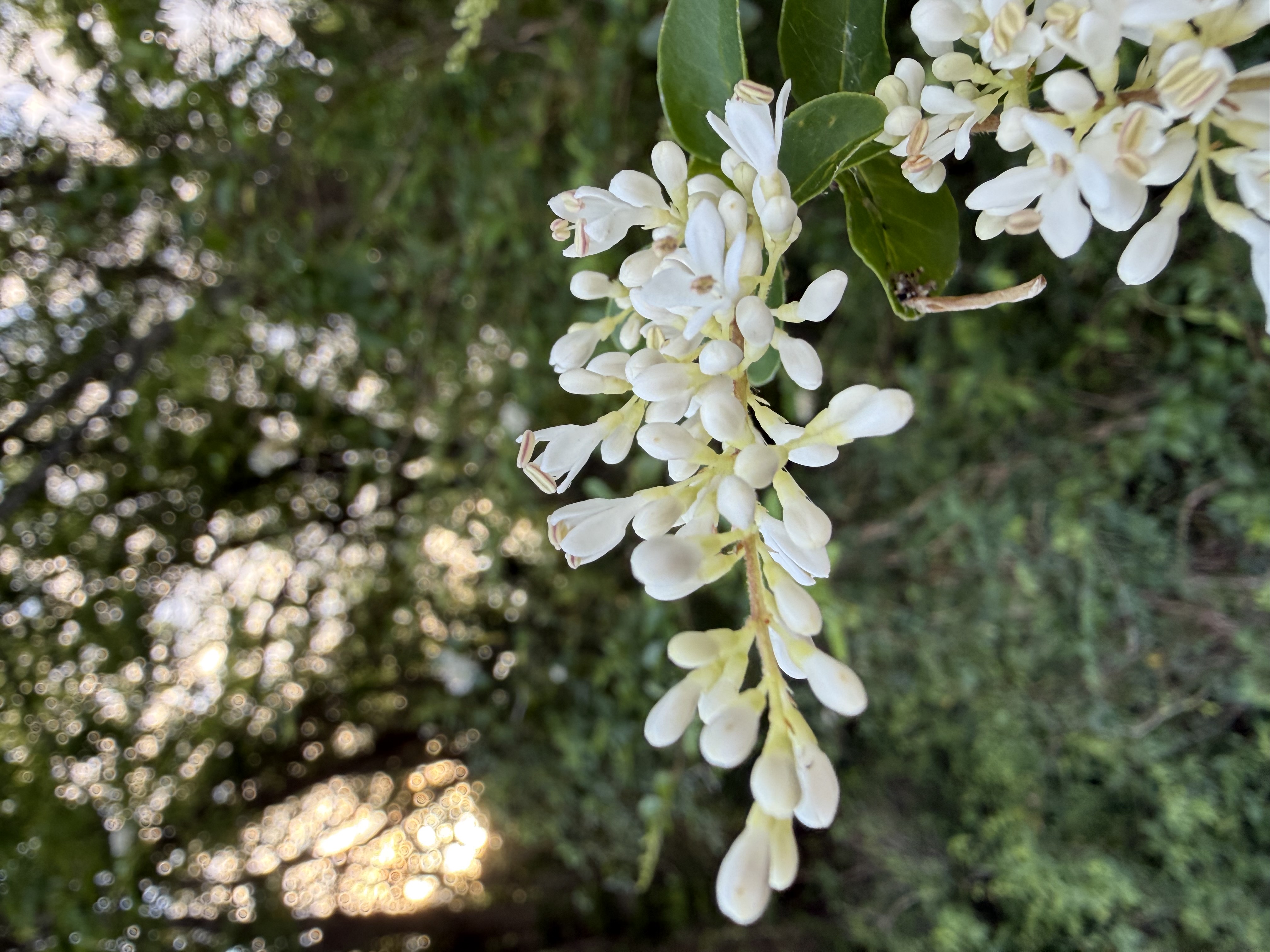 Preview of ef3c2b86fe2a-jpeg