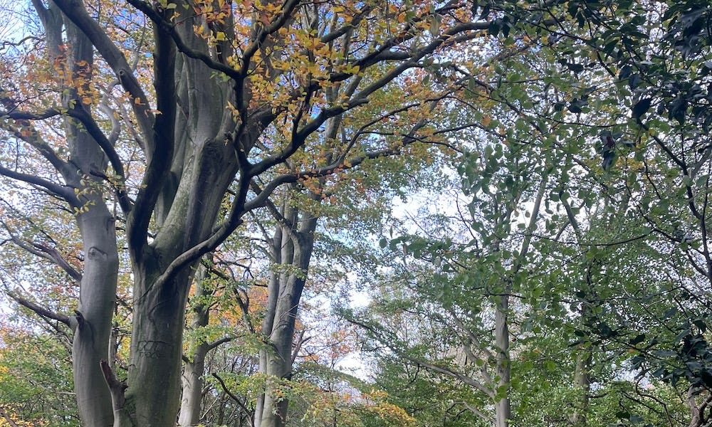 Thumbnail of Revisiting collapse, a year later