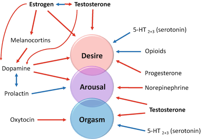 Thumbnail of primary hormones of sex - Google Search