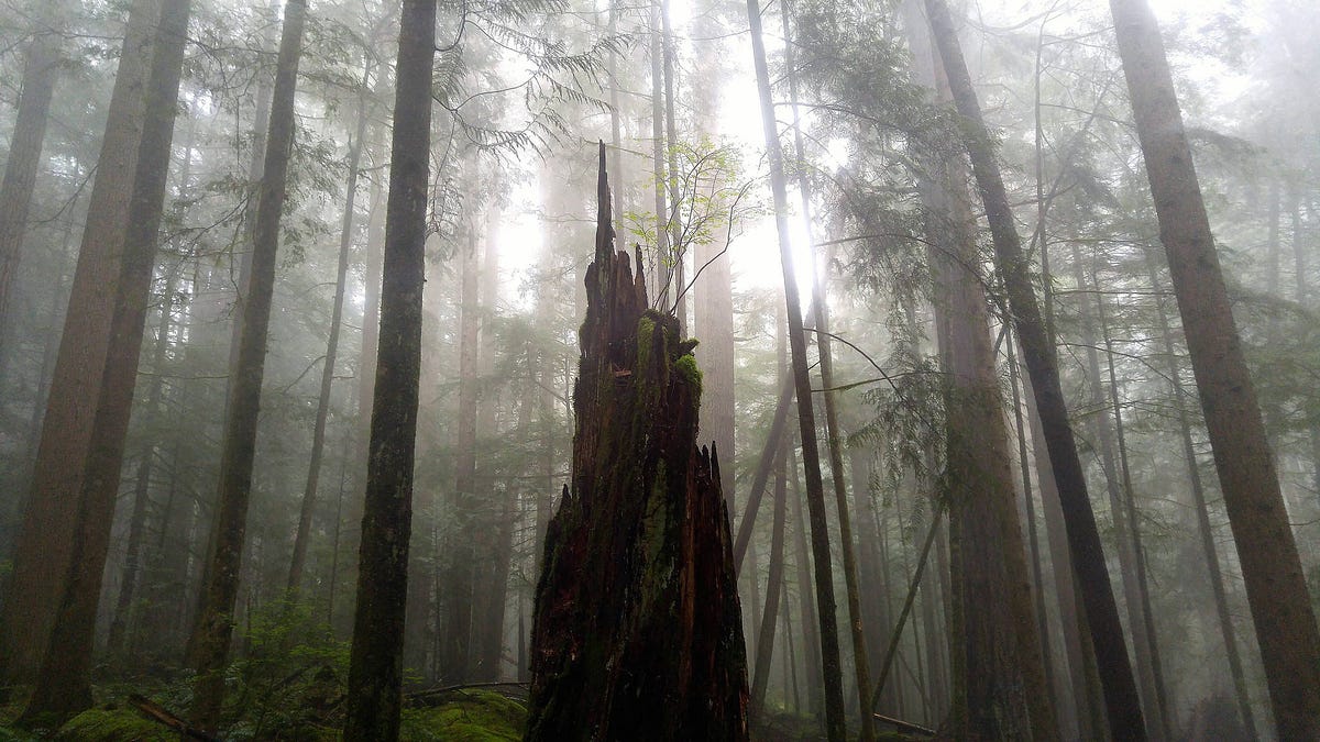 Thumbnail of 9 Ways to ‘Rewild Your Attention’