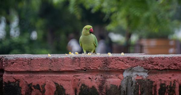 Thumbnail of In Pune’s skies, parrots are a sign of how caste shapes cities