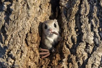 Thumbnail of Found on Cosmos