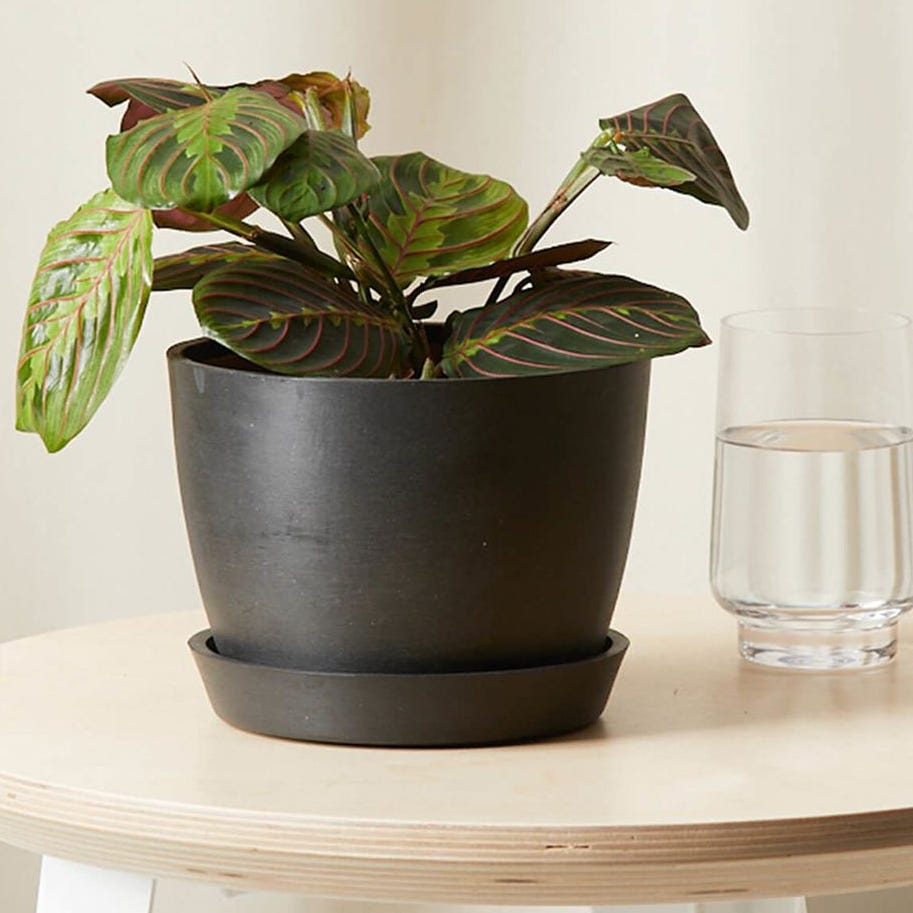 Thumbnail of Here's Why the Cat Palm Is One of the Few Plants Cats Can Safely Nibble