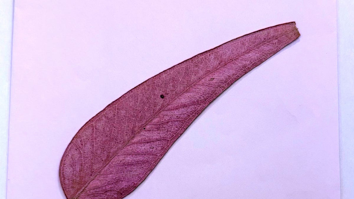 Thumbnail of Susan Sontag's Playground of Ideas