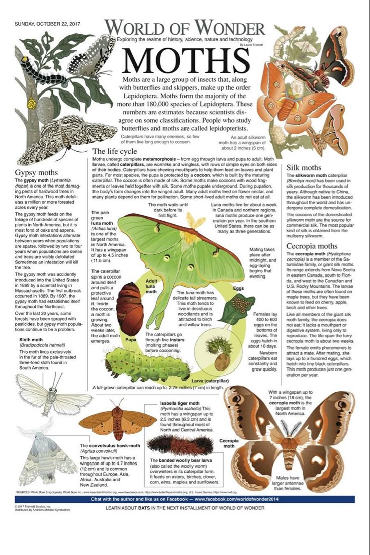 Thumbnail of Pin by Kimmy Chalakee on World of Wonder | World history facts, Biology facts, World history lessons